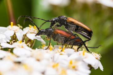 bugs mating  on a flower
