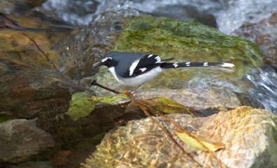 Slaty-backed forktail, Grijsmantelvorkstaart, Enicurus schistaceus