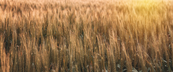 Wheat field and a sunny day. Wheat on farm land