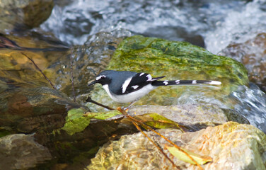 Grijsrugvorkstaart, Slaty-backed Forktail, Enicurus schistaceus