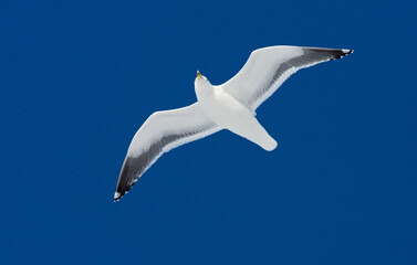 Kamtsjatkameeuw, Slaty-backed Gull, Larus schistisagus