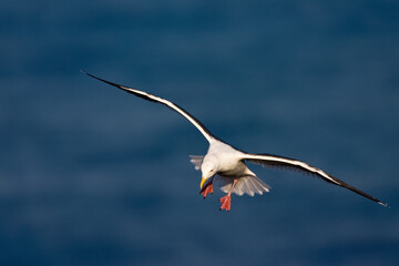 Slaty-backed Gull, Kamtsjatkameeuw, Larus schistisagus