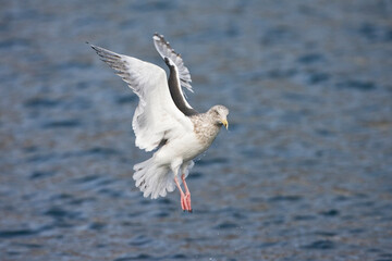 Kamtsjatkameeuw, Slaty-backed Gull, Larus schistisagus