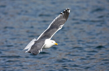 Kamtsjatkameeuw, Slaty-backed Gull, Larus schistisagus