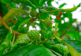 Noni fruit on Morinda citrifolia tree. Morinda citrifolia tree with green leaves in the tropical...