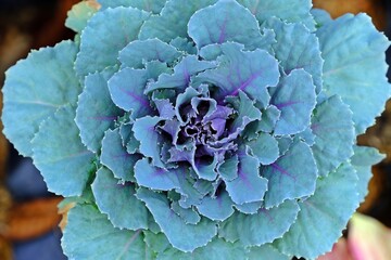 Decorative green and purple Ornamental cabbage or kale, Brassica oleracea.