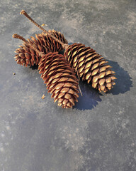 Three fir cones in backlight on a gray table close-up and copy space.