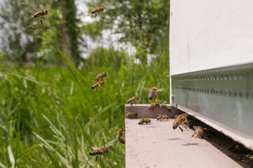 Abeilles de retour à la ruche