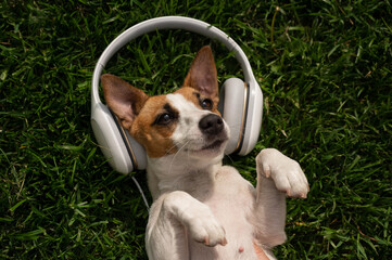 Dog jack russell terrier lies on a green lawn and listens to music on headphones.