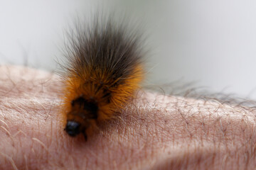 caterpillar on a hand