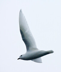 Sneeuwstormvogel, Snow Petrel, Pagodroma nivea