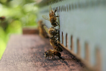 Abeilles gardiennes surveillant l