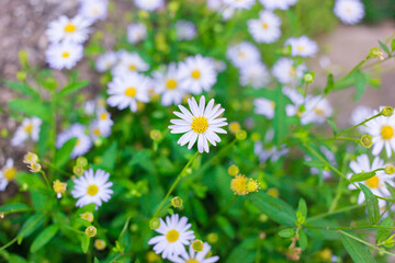 Fototapeta premium Beautiful small daisy has white petals and yellow pollen with fresh green leave bush as natural background.