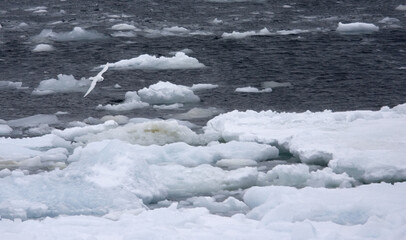 Lesser Snow Petrel, Sneeuwstormvogel, Pagodroma nivea