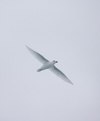 Lesser Snow Petrel, Sneeuwstormvogel, Pagodroma nivea