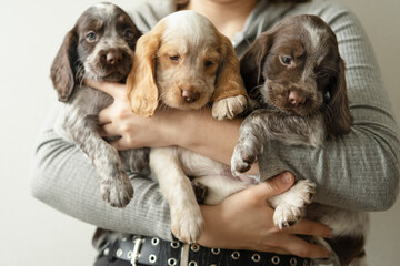 Womans hands hold three russian spaniel brown merle puppy dog 