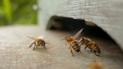 Retour des abeilles ouvrières à la ruche chargées de pollen.