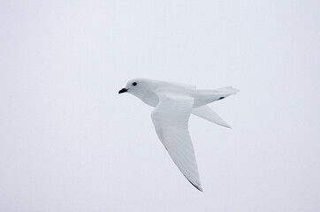 Lesser Snow Petrel, Sneeuwstormvogel, Pagodroma nivea