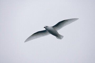 Lesser Snow Petrel, Sneeuwstormvogel, Pagodroma nivea
