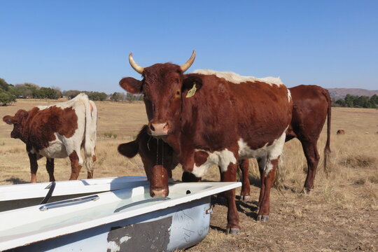 Closeup photograph of shiny brown horned cows drinking water from a white bath tub in the countryside with a winter's grassland landscape in the background under a blue sky