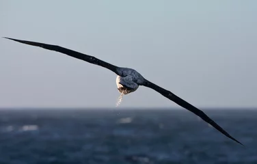 Foto op Aluminium Grote Albatros, Snowy (Wandering) albatross, Diomedea (exulans) exulans © AGAMI