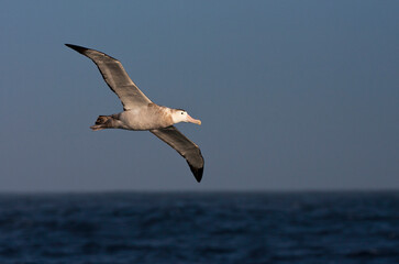 Grote Albatros, Snowy (Wandering) albatross, Diomedea (exulans) exulans
