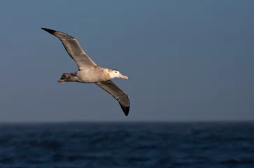 Foto op Aluminium Grote Albatros, Snowy (Wandering) albatross, Diomedea (exulans) exulans © AGAMI