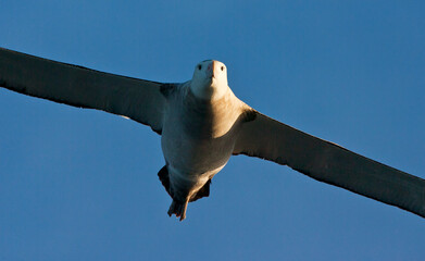 Grote Albatros, Snowy (Wandering) albatross, Diomedea (exulans) exulans