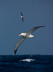 Fototapeta na wymiar Grote Albatros, Snowy (Wandering) Albatross, Diomedea (exulans) exulans