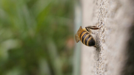 Abeille de dos sur la ruche