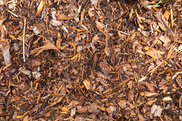 Texture. Natural background. Slivers, sawdust. Covering material for plants. Gardening secrets. Warming of plants. Weed control. High quality photo