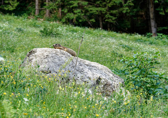 a marmot sitting on a rock
