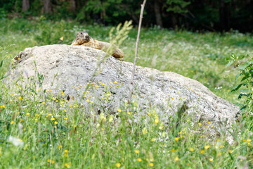 a marmot sitting on a rock