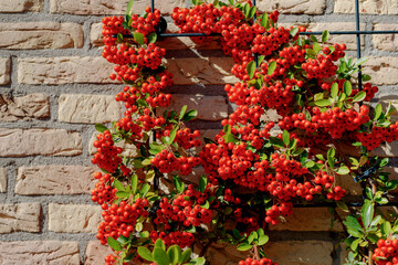Selective focus of ripe red berries of Pyracantha coccinea on brick wall in the garden, Pyracantha is a genus of large, Thorny evergreen shrubs in the family Rosaceae with common names firethorn.
