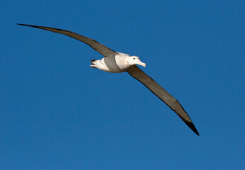 Grote Albatros, Snowy (Wandering) Albatross, Diomedea (exulans) exulans