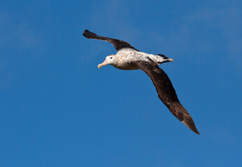 Grote Albatros, Snowy (Wandering) Albatross, Diomedea (exulans) exulans