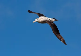 Foto op Aluminium Grote Albatros, Snowy (Wandering) Albatross, Diomedea (exulans) exulans © AGAMI