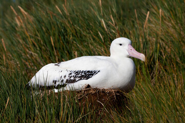Grote Albatros, Snowy (Wandering) Albatross, Diomedea (exulans) exulans