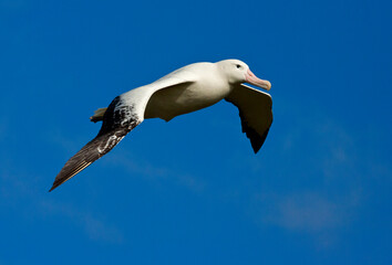 Grote Albatros, Snowy (Wandering) Albatross, Diomedea (exulans) exulans