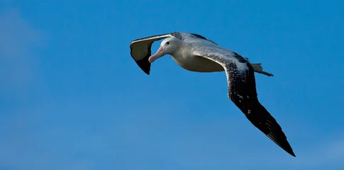 Foto op Aluminium Grote Albatros, Snowy (Wandering) Albatross, Diomedea (exulans) exulans © AGAMI