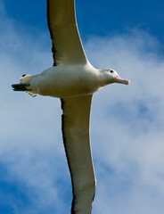 Grote Albatros, Snowy (Wandering) Albatross, Diomedea (exulans) exulans