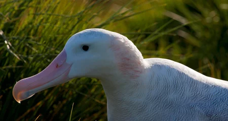 Foto op Aluminium Grote Albatros, Snowy (Wandering) Albatross, Diomedea (exulans) exulans © AGAMI