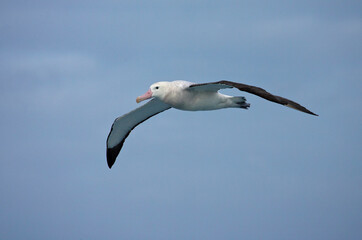 Grote Albatros, Snowy (Wandering) Albatross, Diomedea (exulans) exulans