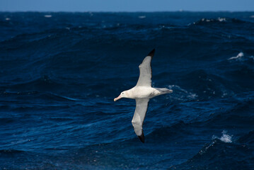 Grote Albatros, Snowy (Wandering) Albatross, Diomedea (exulans) exulans