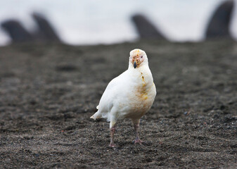 Zuidpoolkip, Snowy Sheathbill, Chionis albus