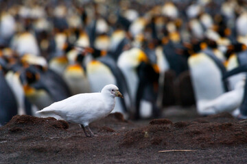 Zuidpoolkip, Snowy Sheathbill, Chionis albus