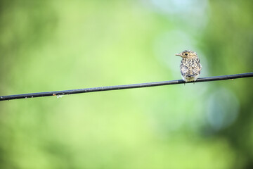 A little bird sitting on a wire