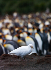 Zuidpoolkip, Snowy Sheathbill, Chionis albus