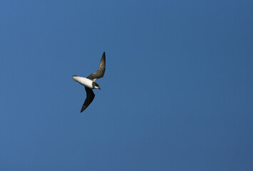 Donsstormvogel, Soft-plumaged Petrel, Pterodroma mollis