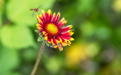 bee on flower